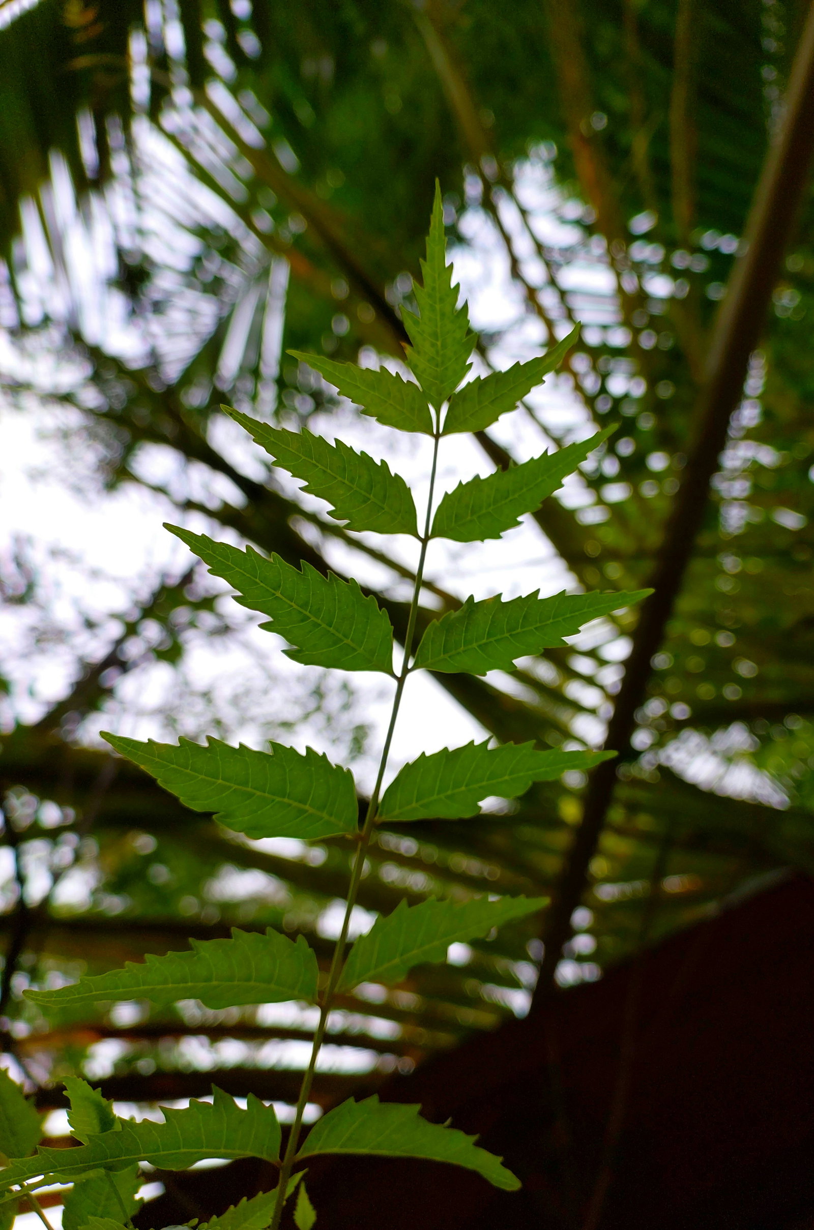 Neem leaves on a tree.