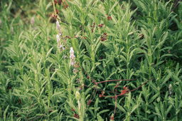 Lavendar growing in the winter time.