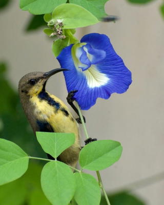 Edible & Pollinator Flowers