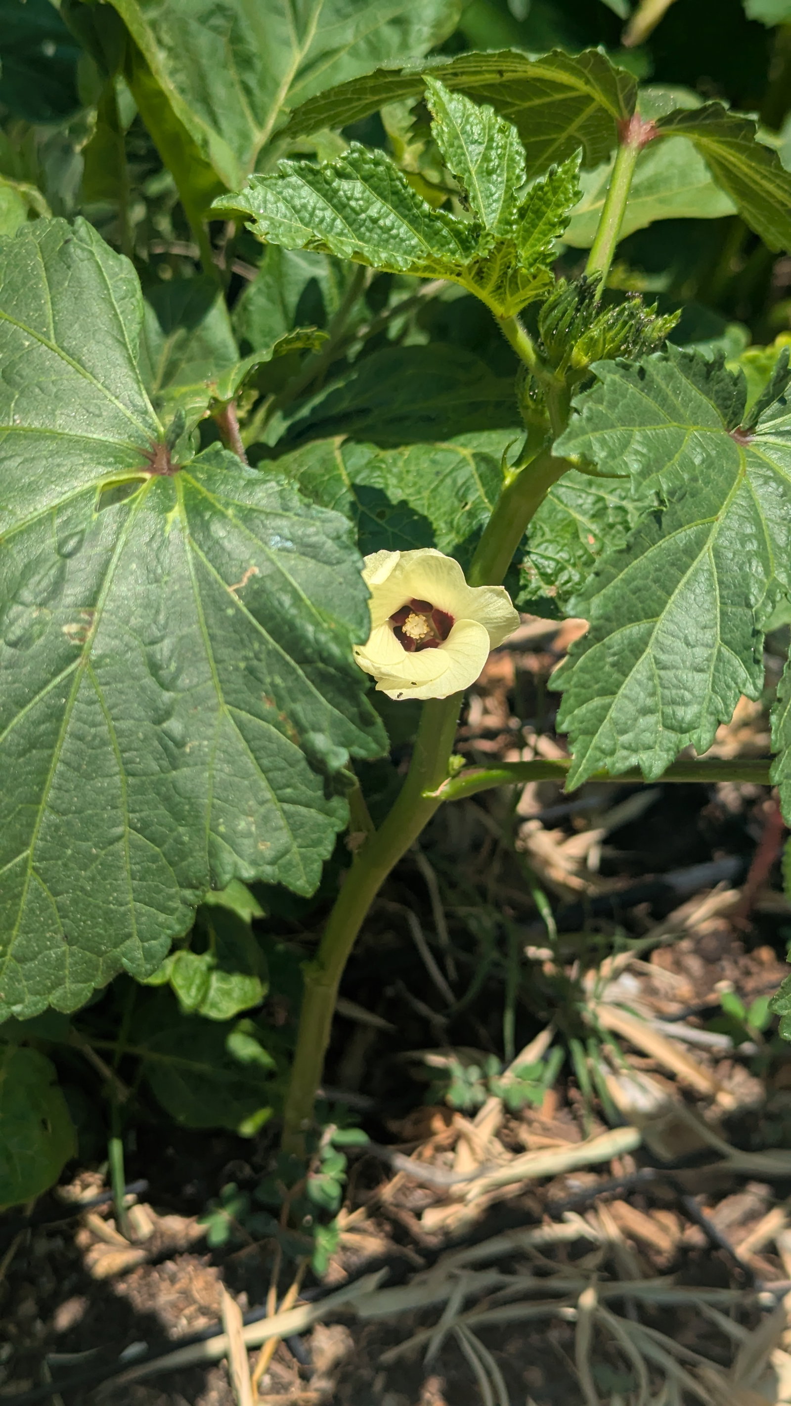 Okra flower