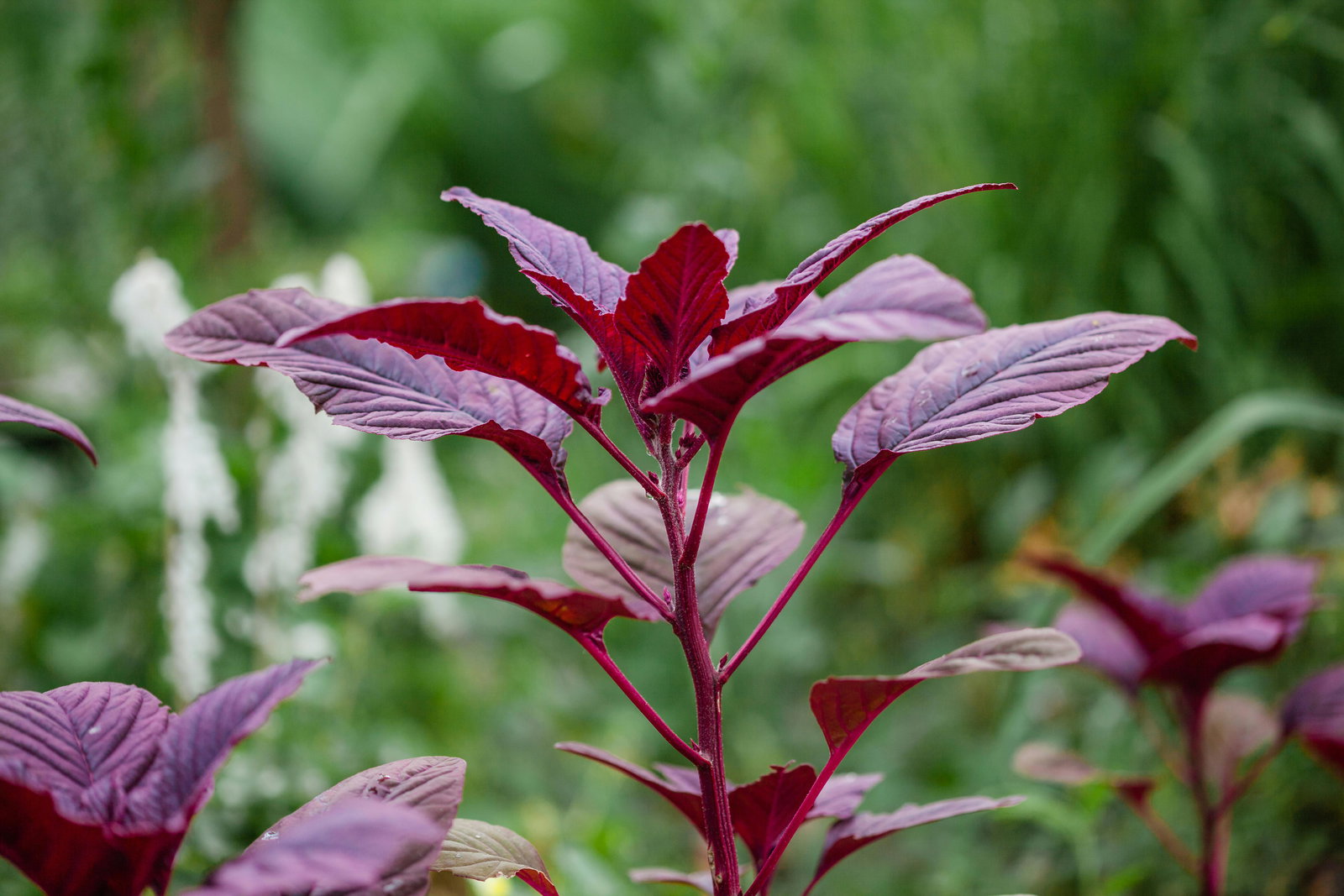 Rajgira (Red Leaf Amaranth – Hu Hsien) Seeds