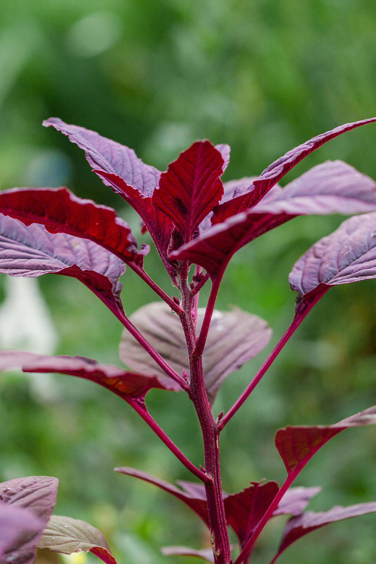 Red leafed amaranth growing