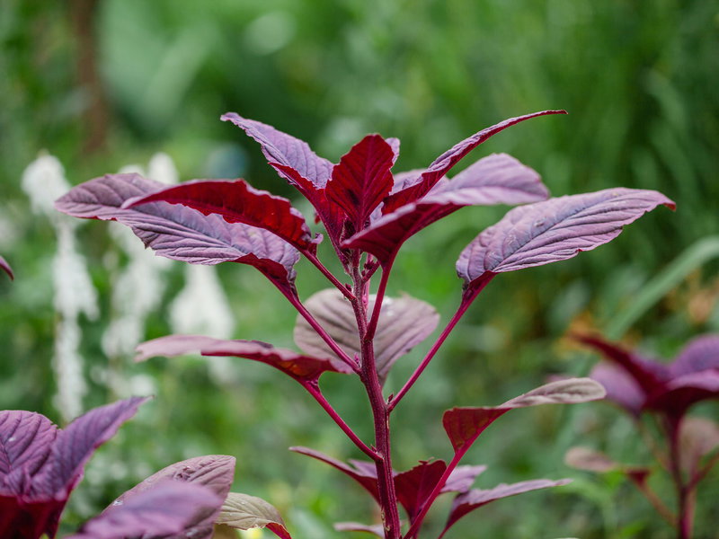 Rajgira (Red Leaf Amaranth – Hu Hsien) Seeds