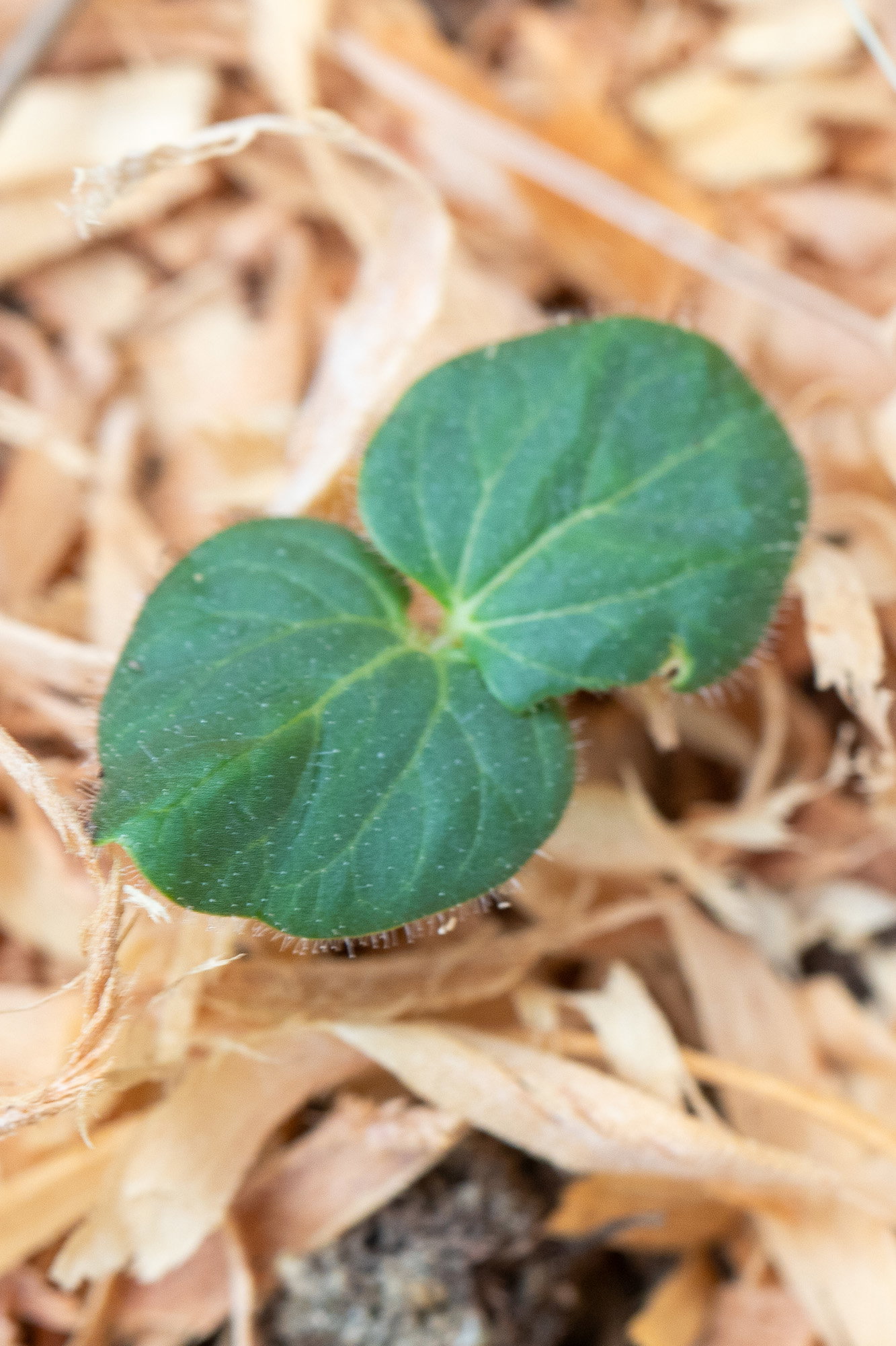 Clemson spineless okra seedling