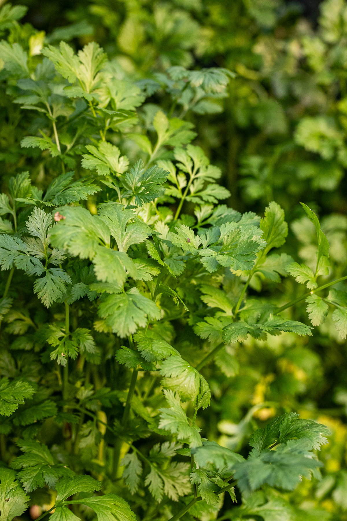Dhaniya (cilantro) plant, lots of foliage.