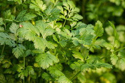 Dhaniya (cilantro) plant, lots of foliage.