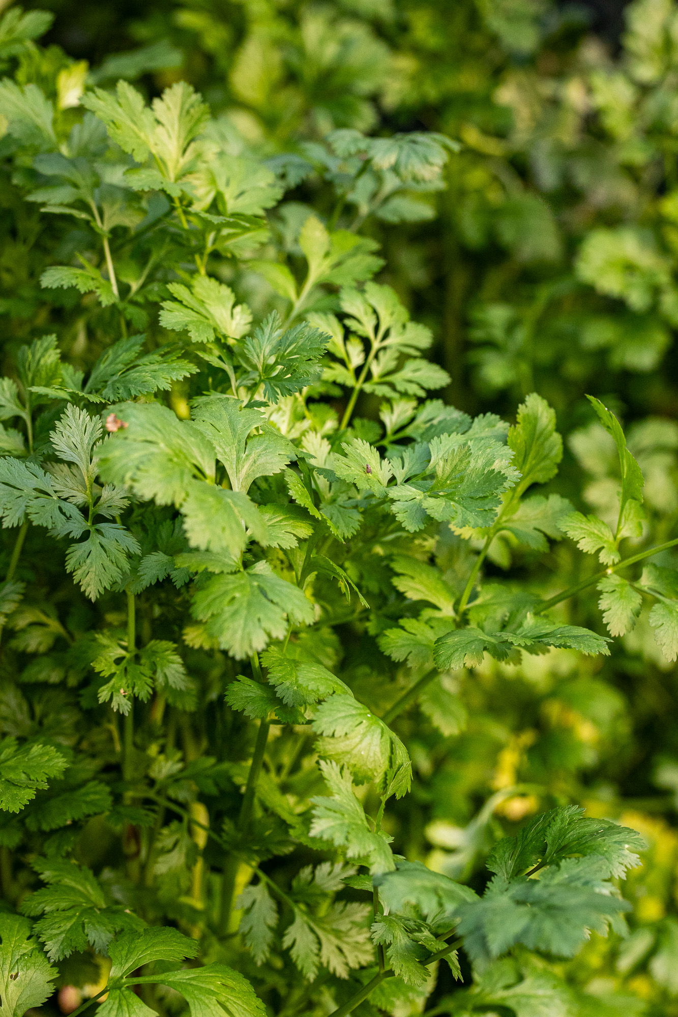 Dhaniya (cilantro) plant, lots of foliage.