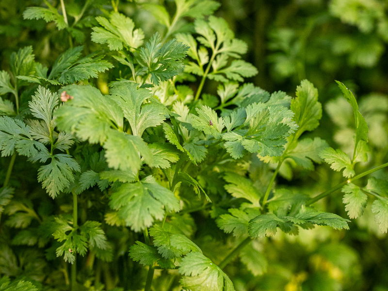 Dhaniya (Slow Bolt Cilantro) Seeds