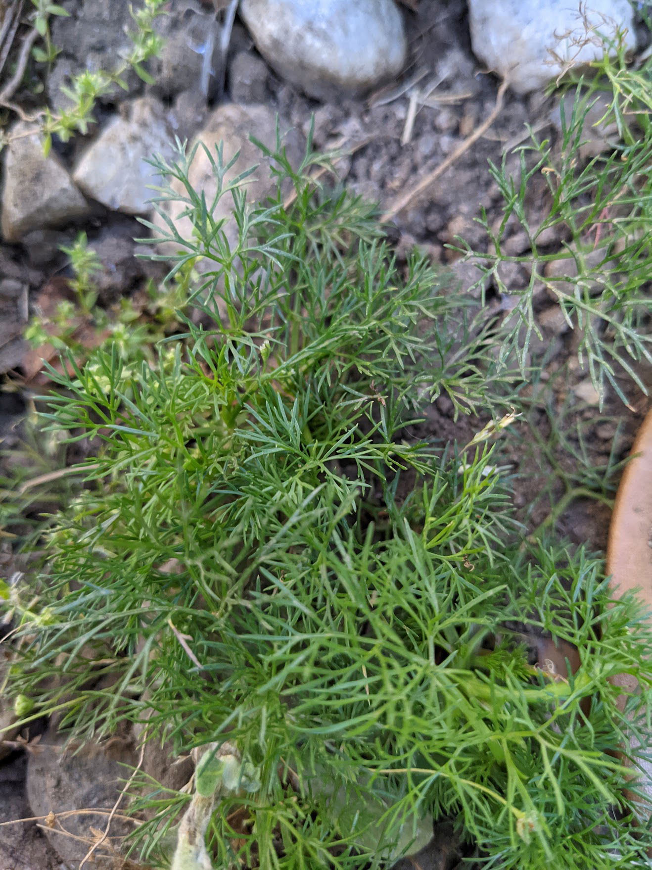 Young dill sprouting in the garden