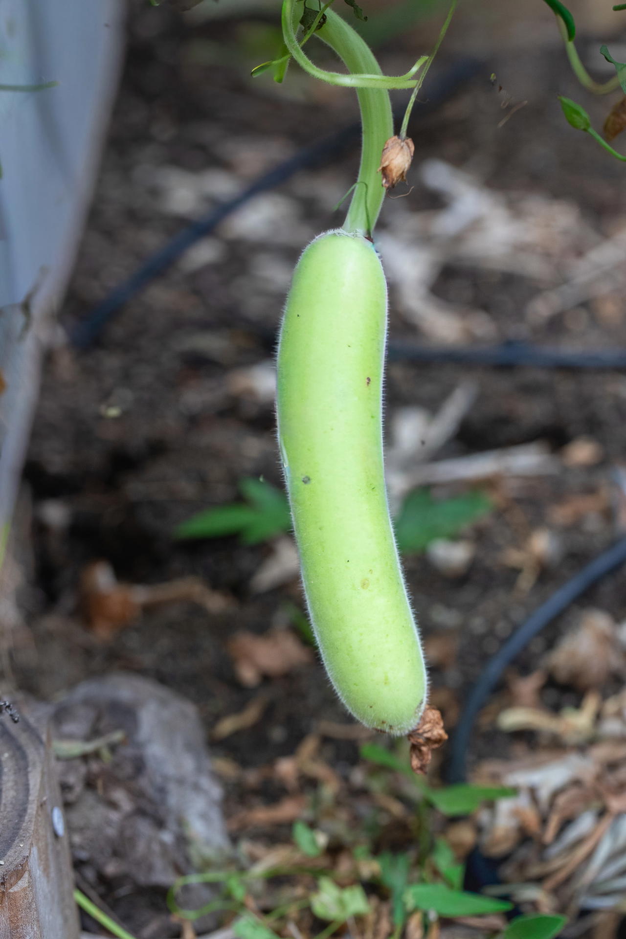 Small dudhi hanging from plant
