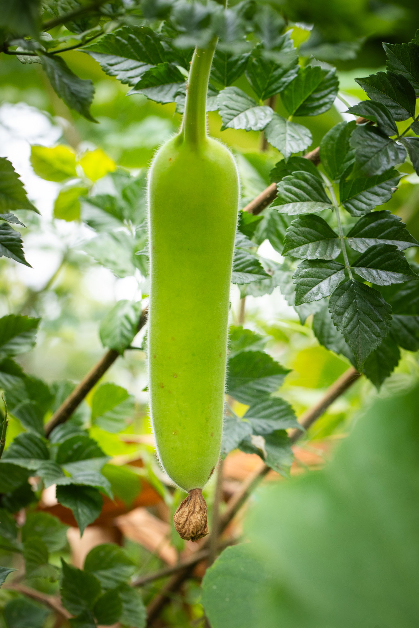 Medium dudhi hanging from plant.