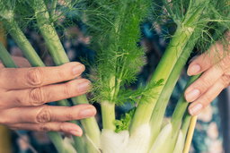 Puja holding a bulb of fennel (saunf)