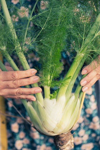 Puja holding a bulb of fennel (saunf)