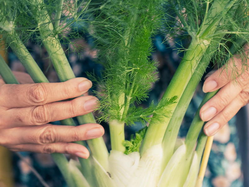 Sweet Fennel (Saunf) Seeds