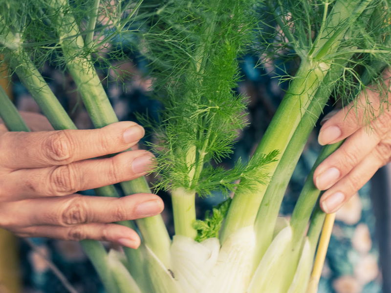 Sweet Fennel (Saunf) Seeds