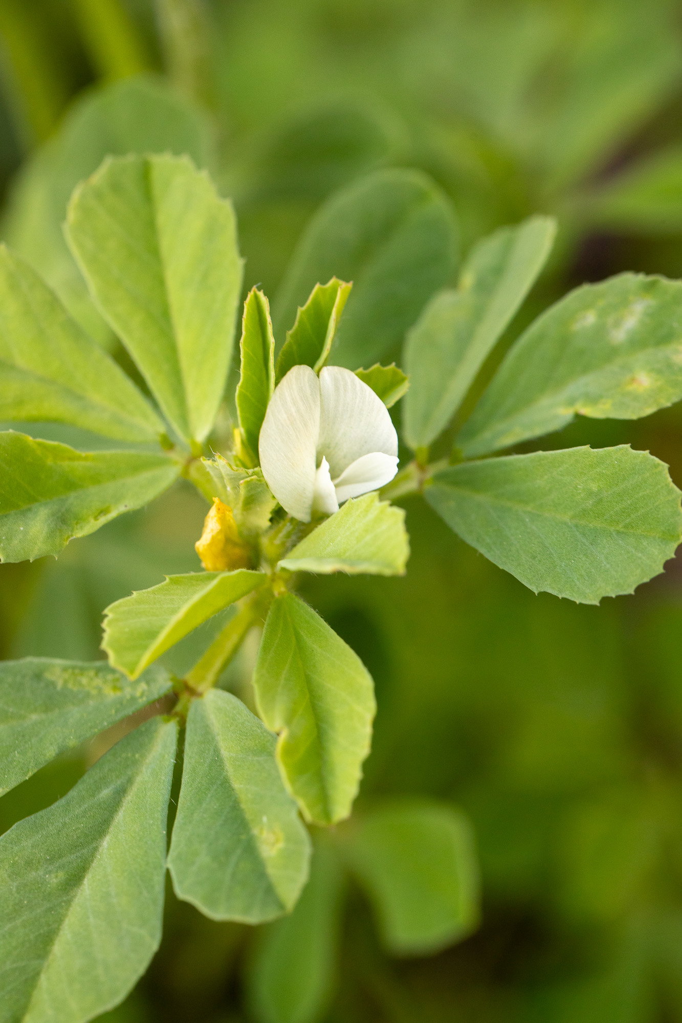Fenugreek bloom up close