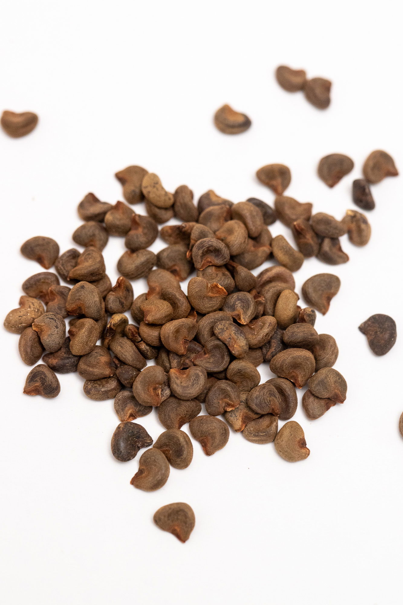 Gongura (Roselle Hibiscus) Seeds