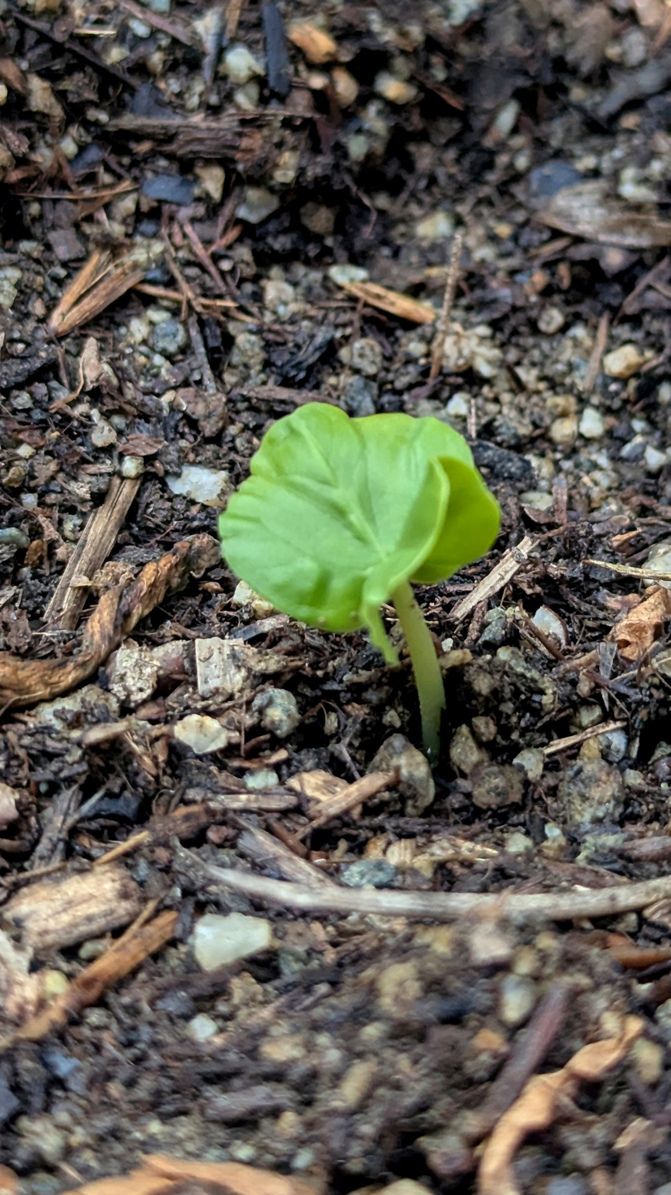 Gongura germinating in a garden bed (direct sown)