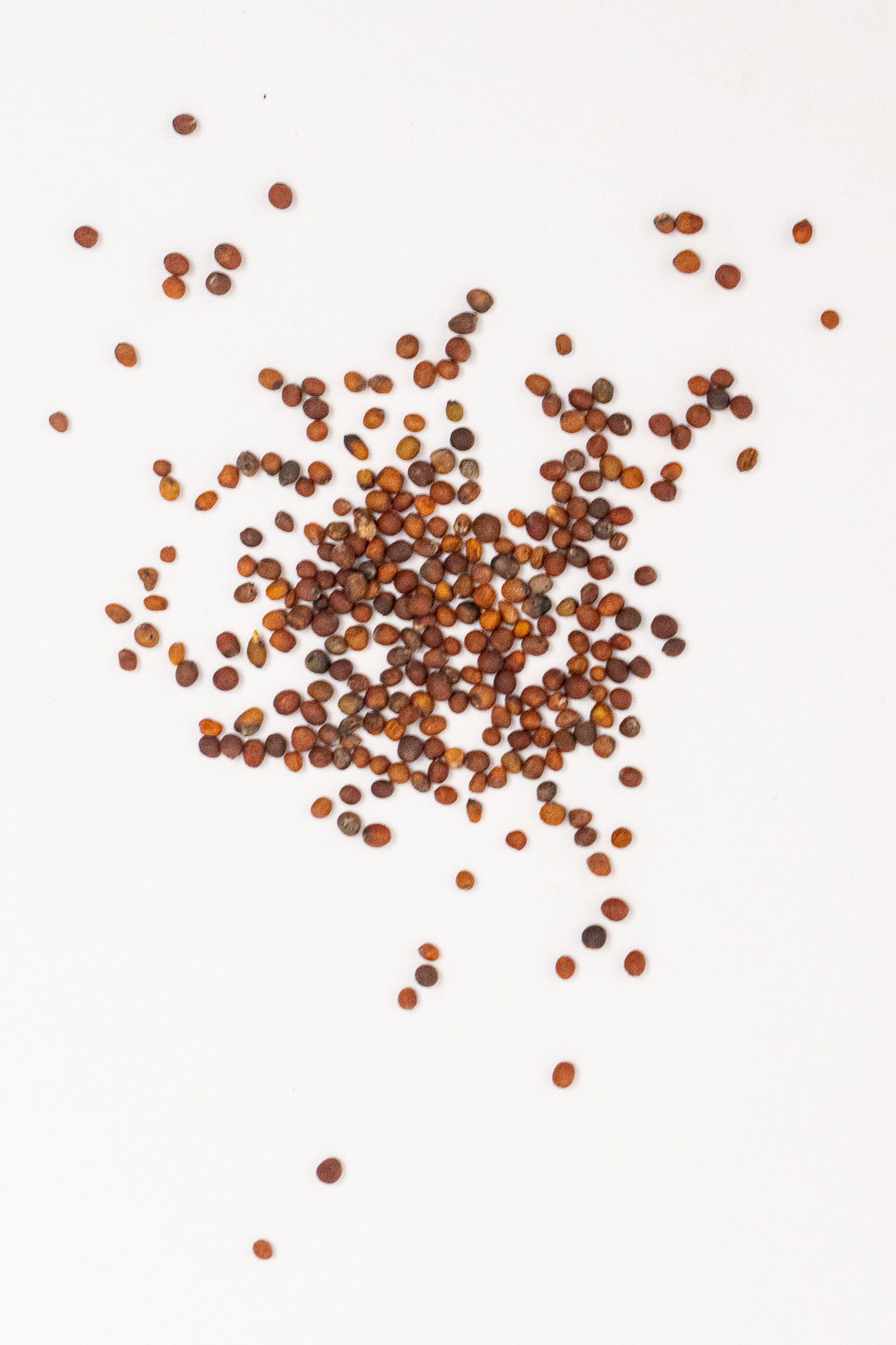 Lacinato kale seeds