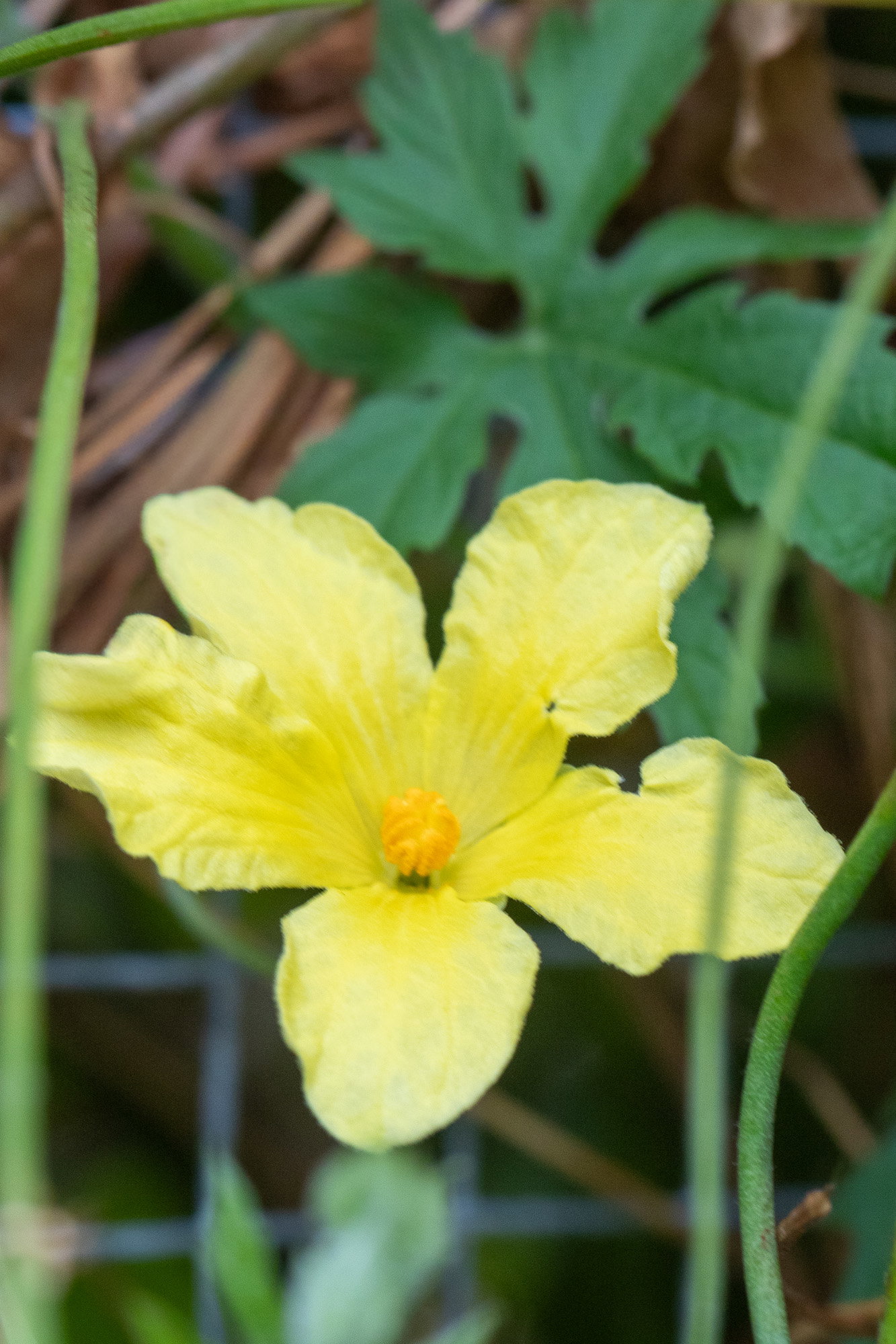 Karela flower on the vine