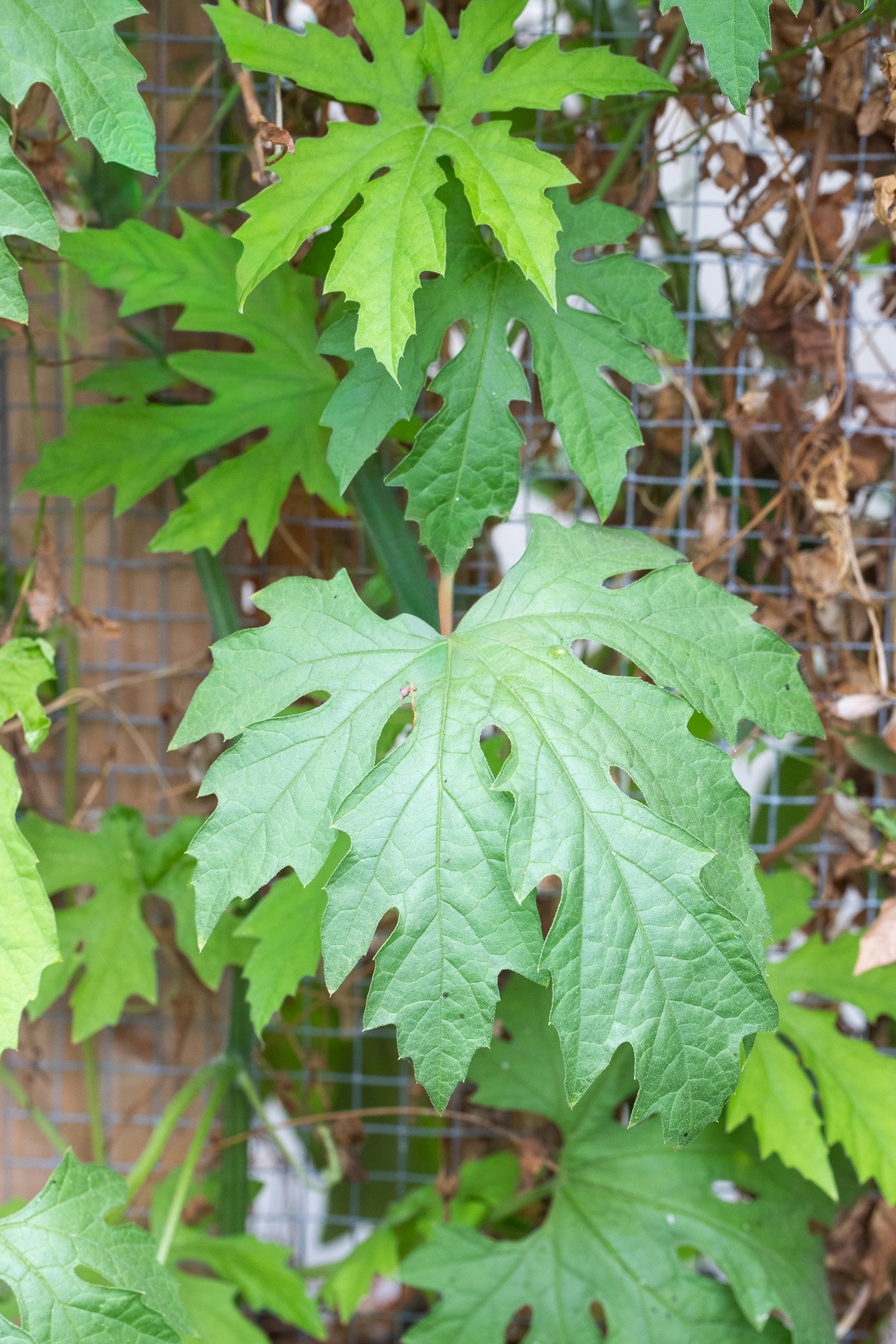Karela leaves on the vine