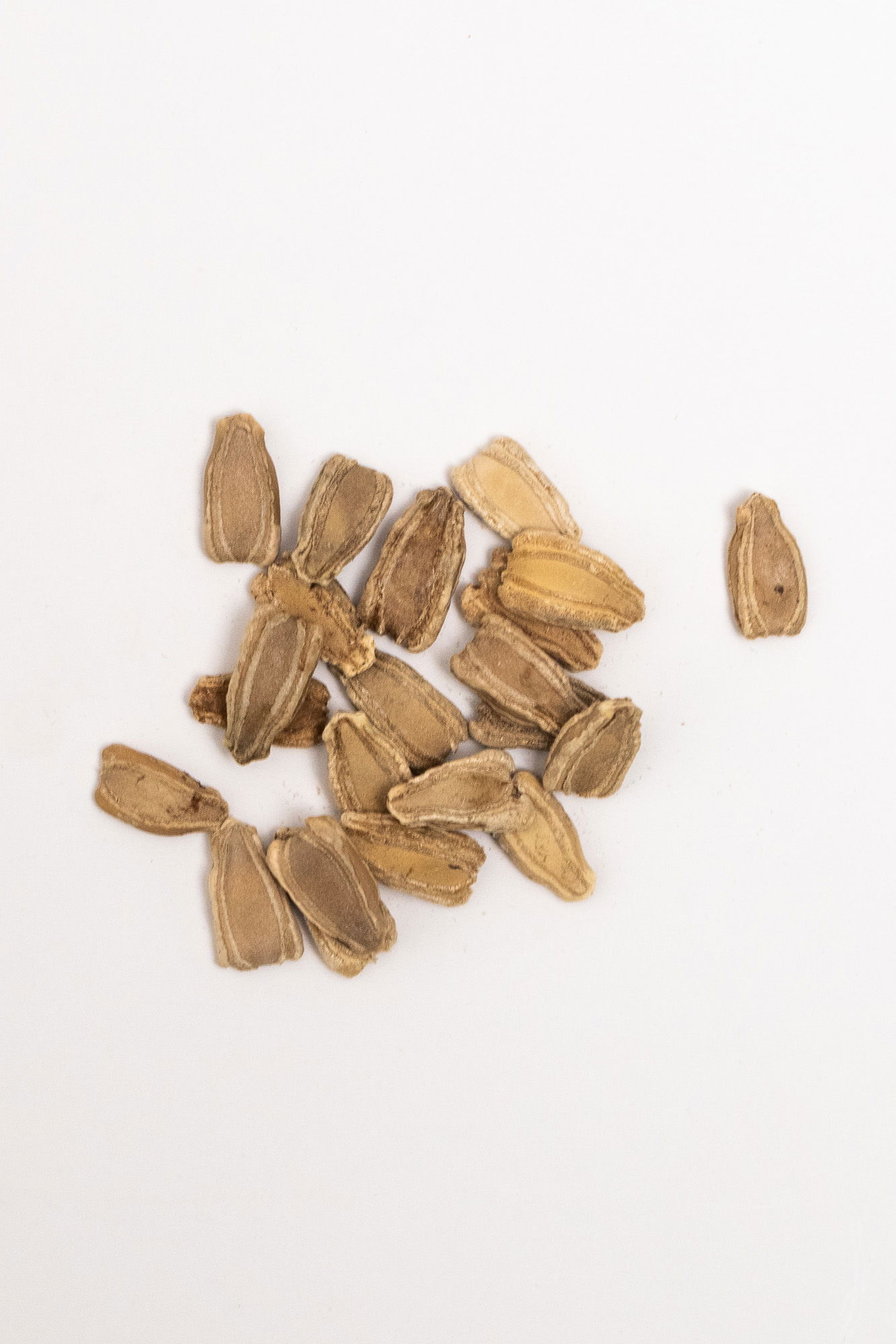 Lauki seeds