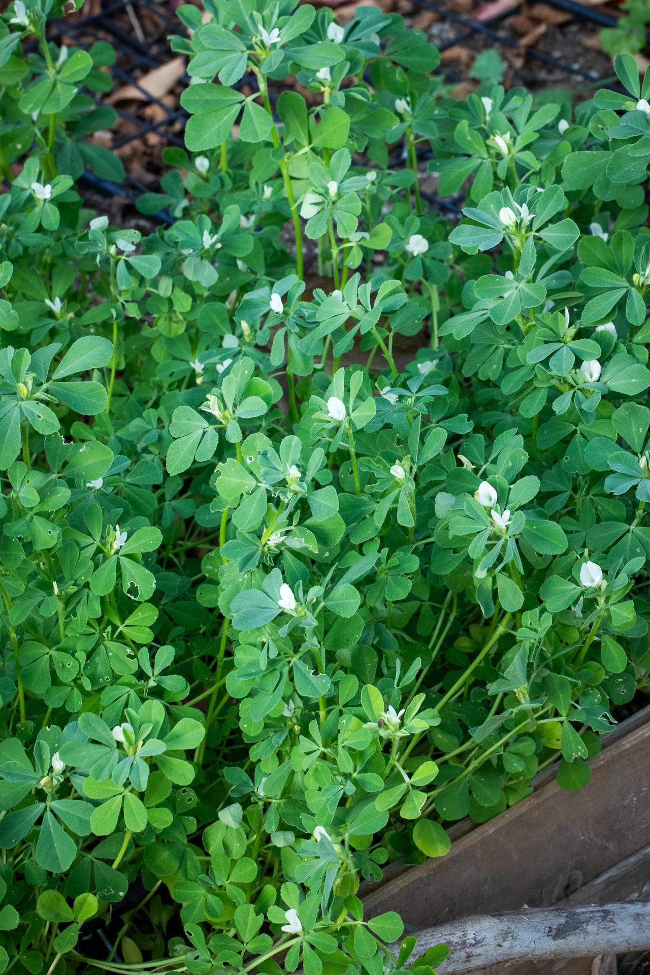 Fenugreek in bloom