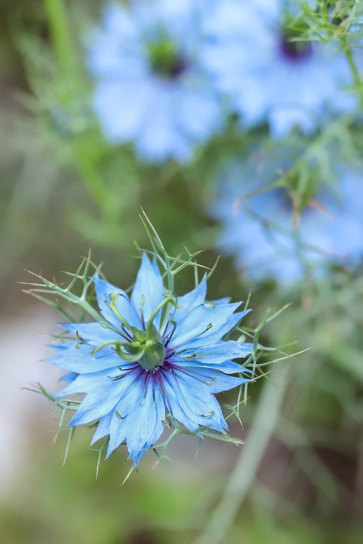 Nigella flowers