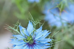 Nigella flowers