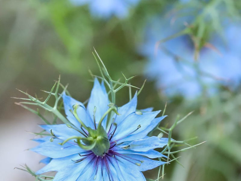 Kalongi (Nigella / Black Cumin) Seeds