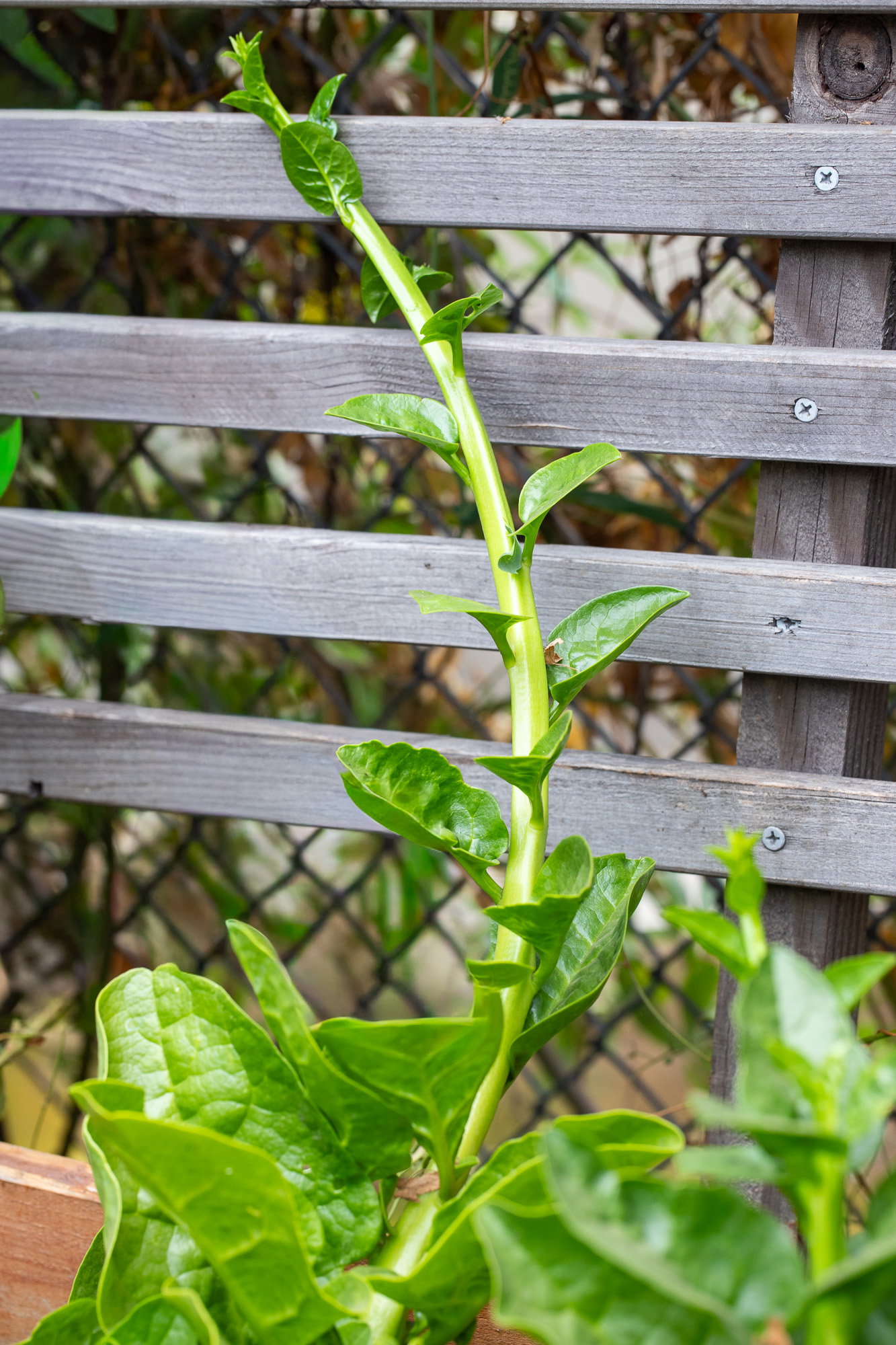 Poi that has sent out a shoot and is starting to vine.