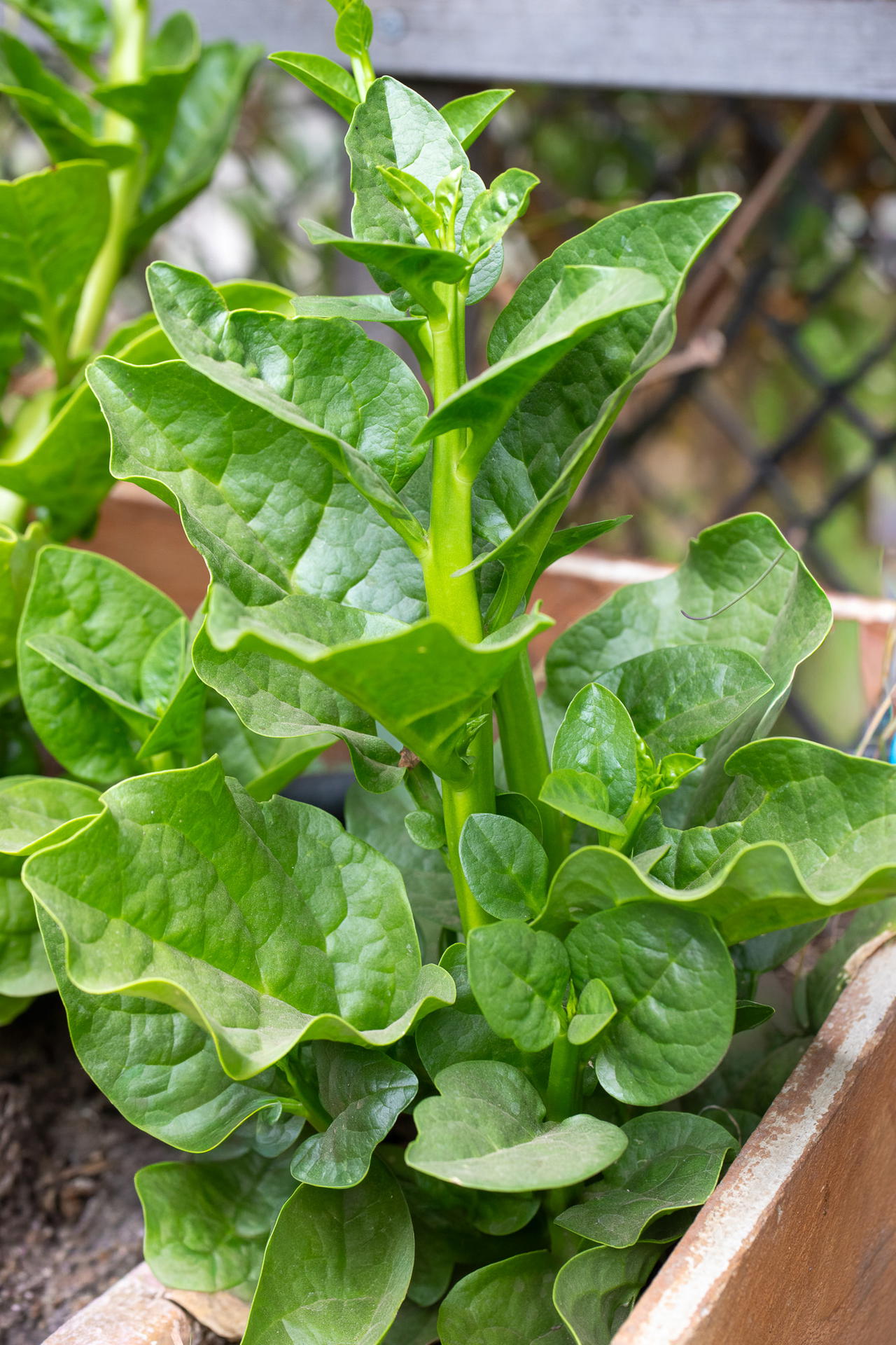 Leafy green poi growing in a garden bed.