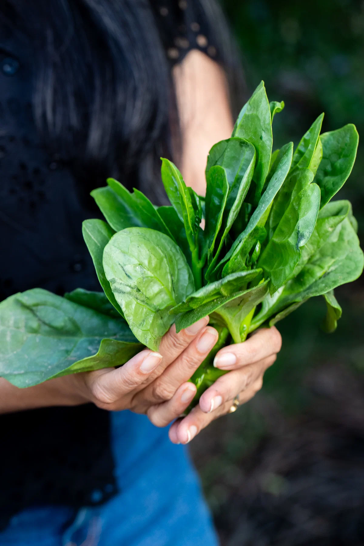 A handful of poi (Malabar spinach)