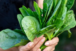 A handful of poi (Malabar spinach)