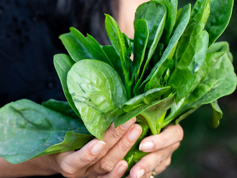 Poi Saag (Malabar Spinach) Seeds