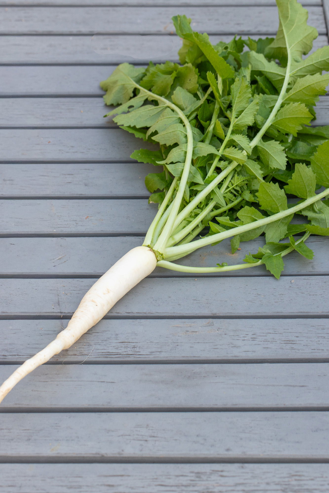 A single daikon radish, freshly harvested and cleaned.