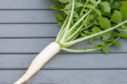 A single daikon radish, freshly harvested and cleaned.