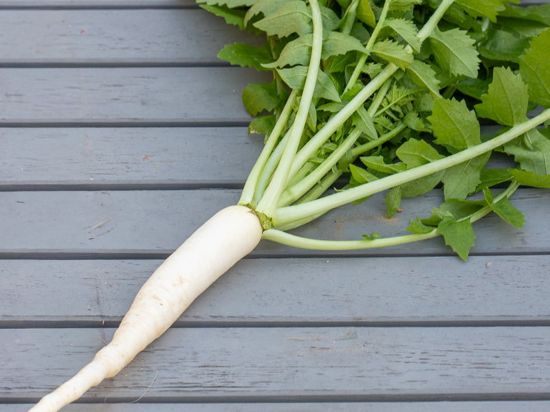 Mooli (Daikon Radish) Seeds