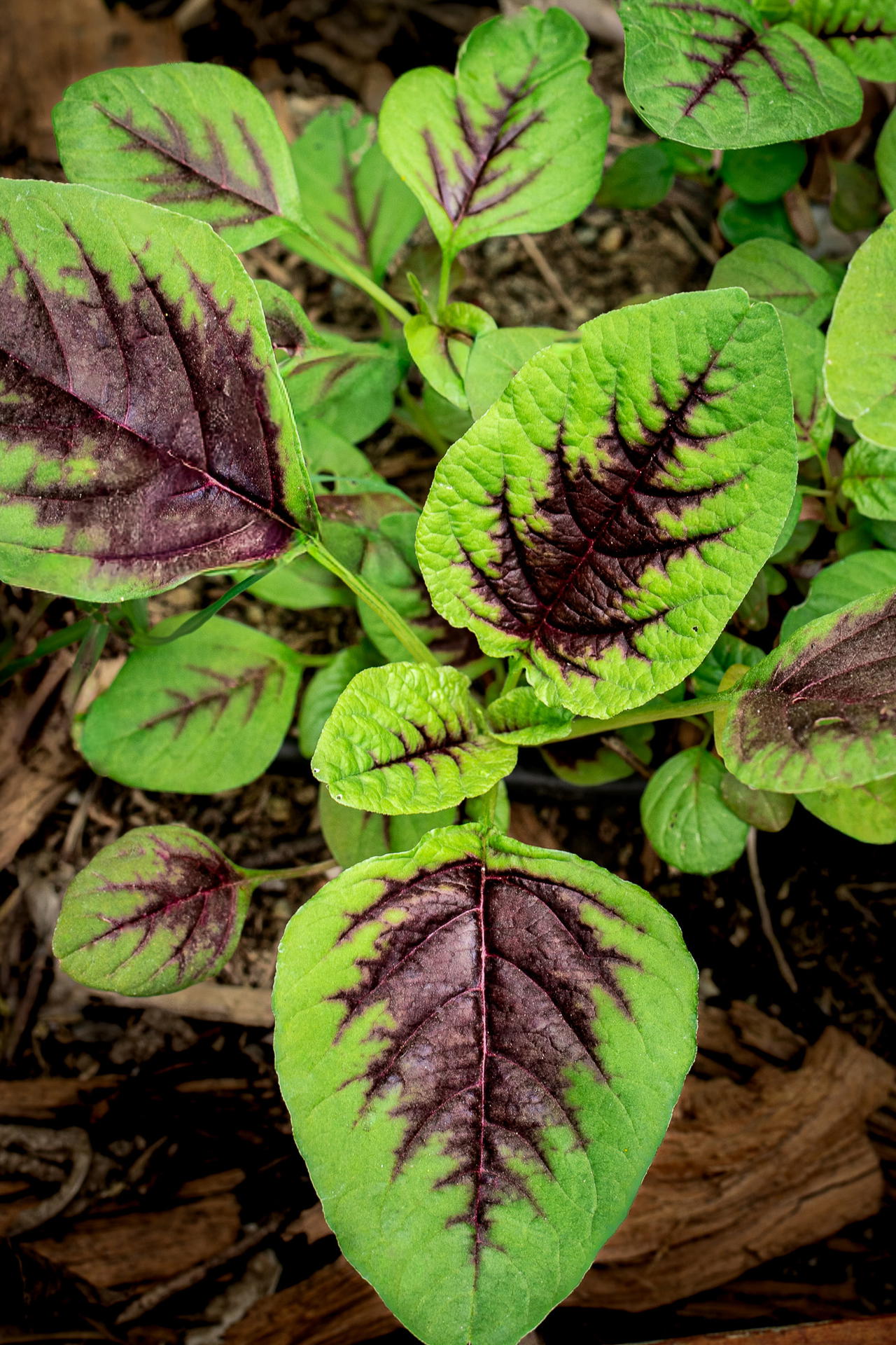 Rajgira (Red Leaf Amaranth – Hu Hsien) Seeds