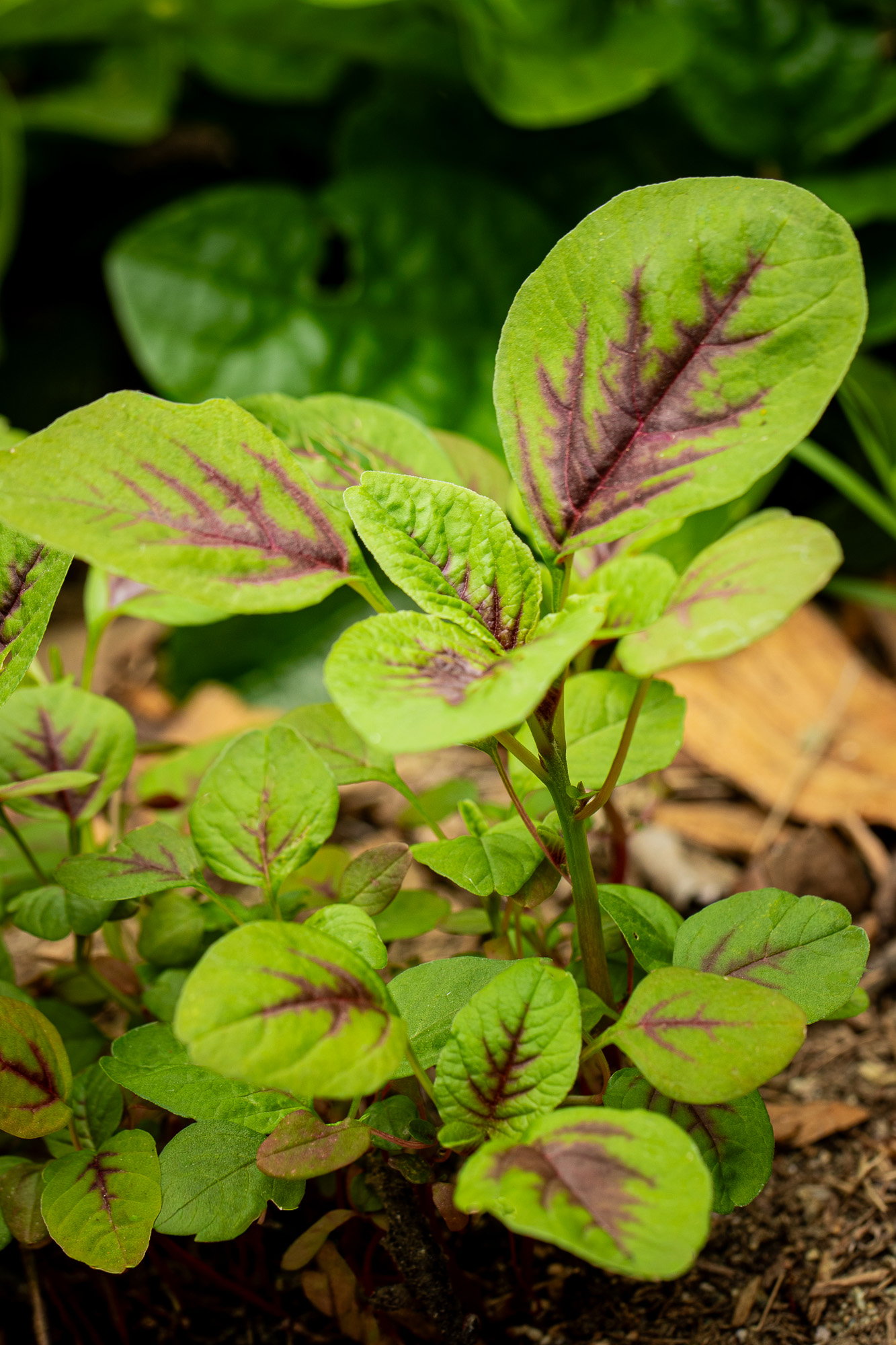 Red leaf amaranth