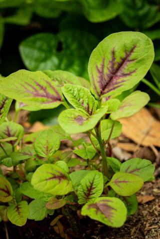 Red leaf amaranth