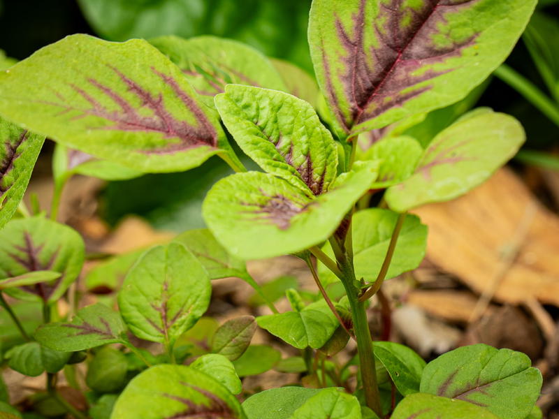 Rajgira (Red Leaf Amaranth – Hu Hsien) Seeds