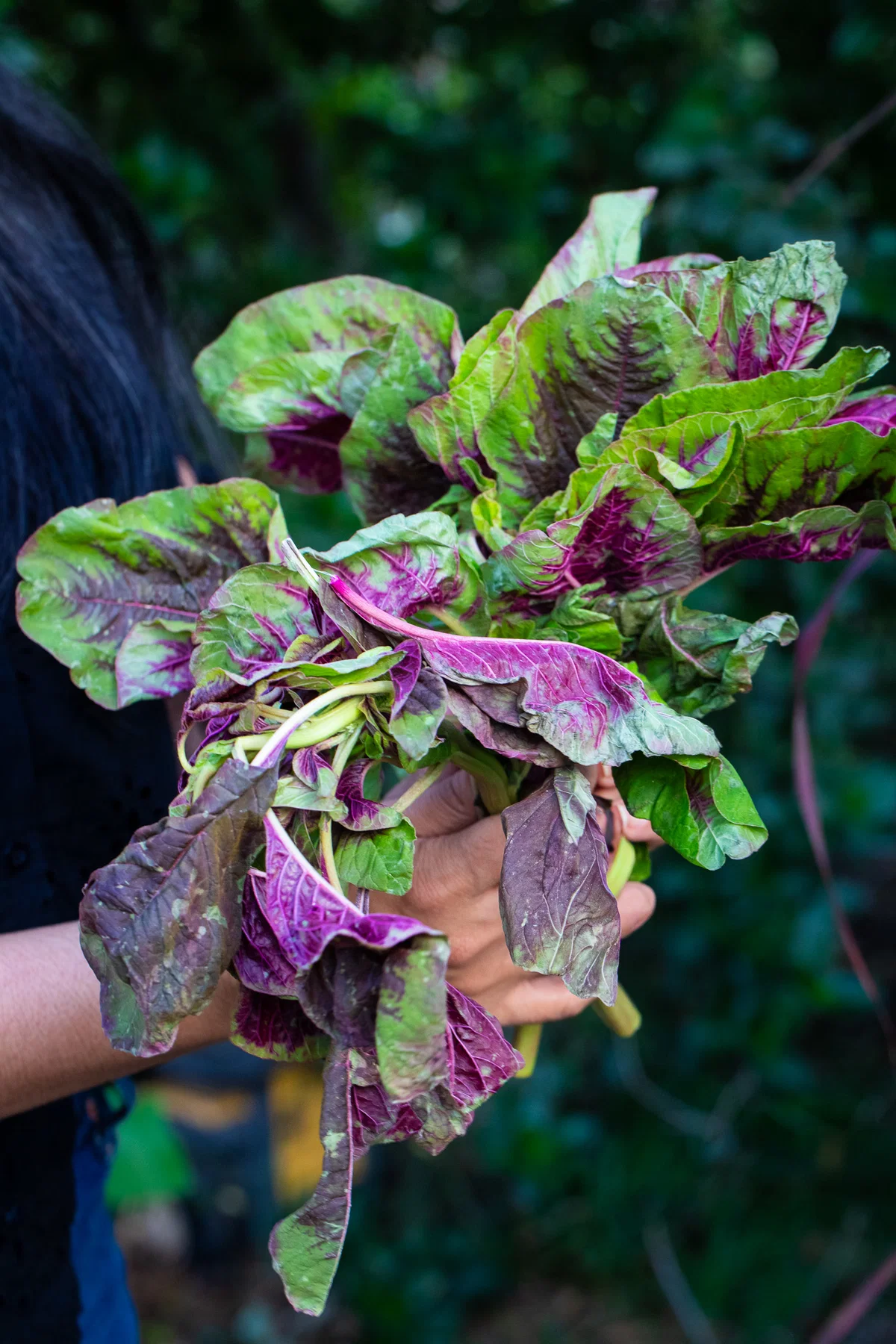 Red leaf rajgira (amaranth)