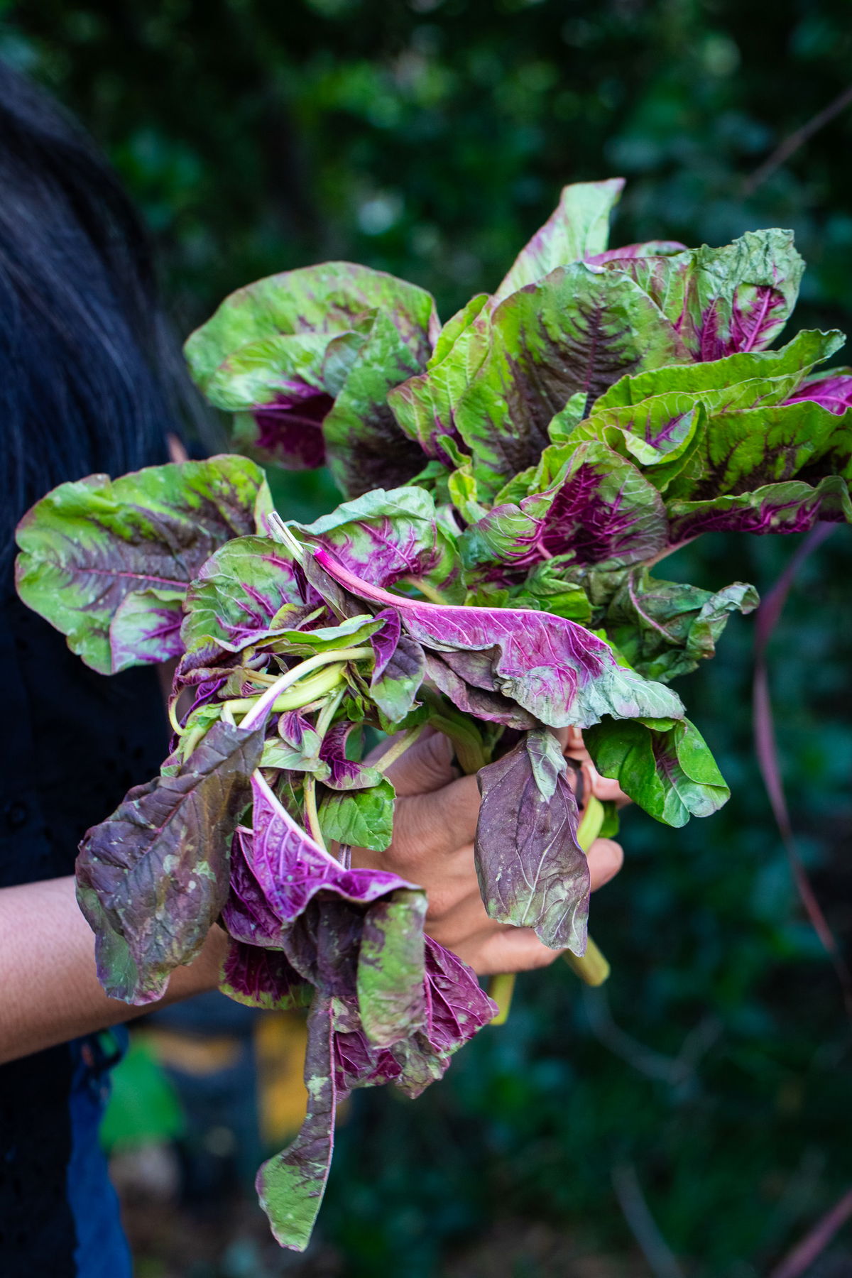 Red leaf rajgira (amaranth)