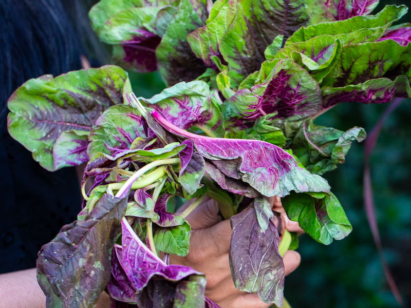 Rajgira (Red Leaf Amaranth – Hu Hsien) Seeds