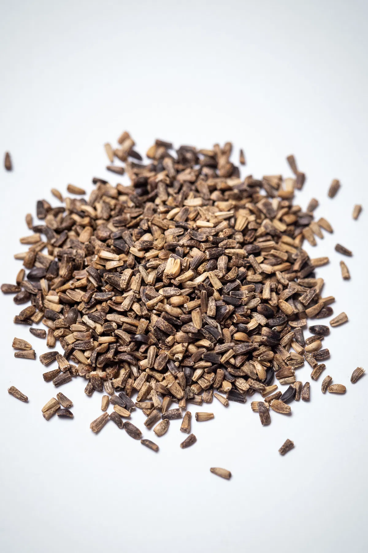 Witloof chicory seeds