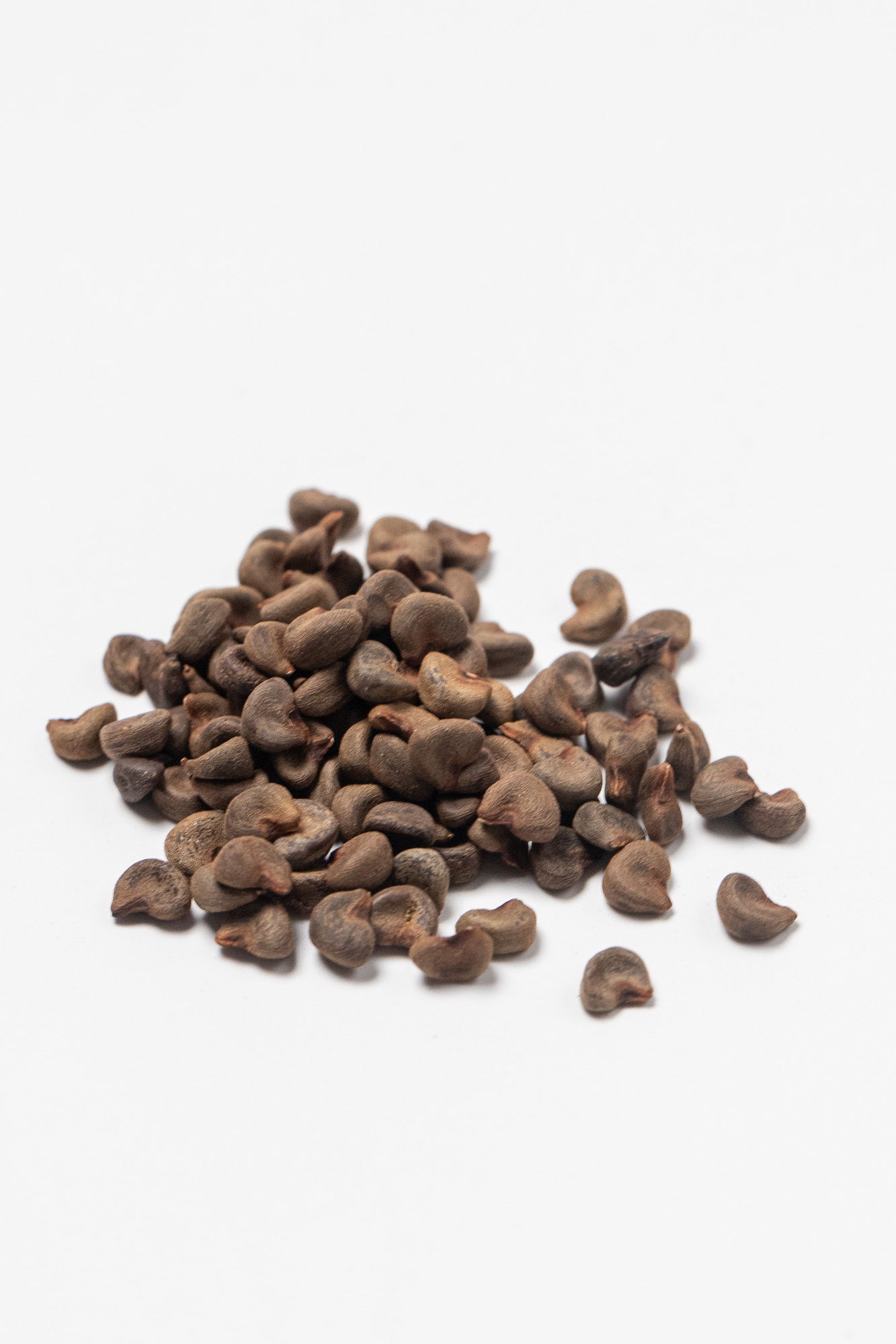 Gongura seeds