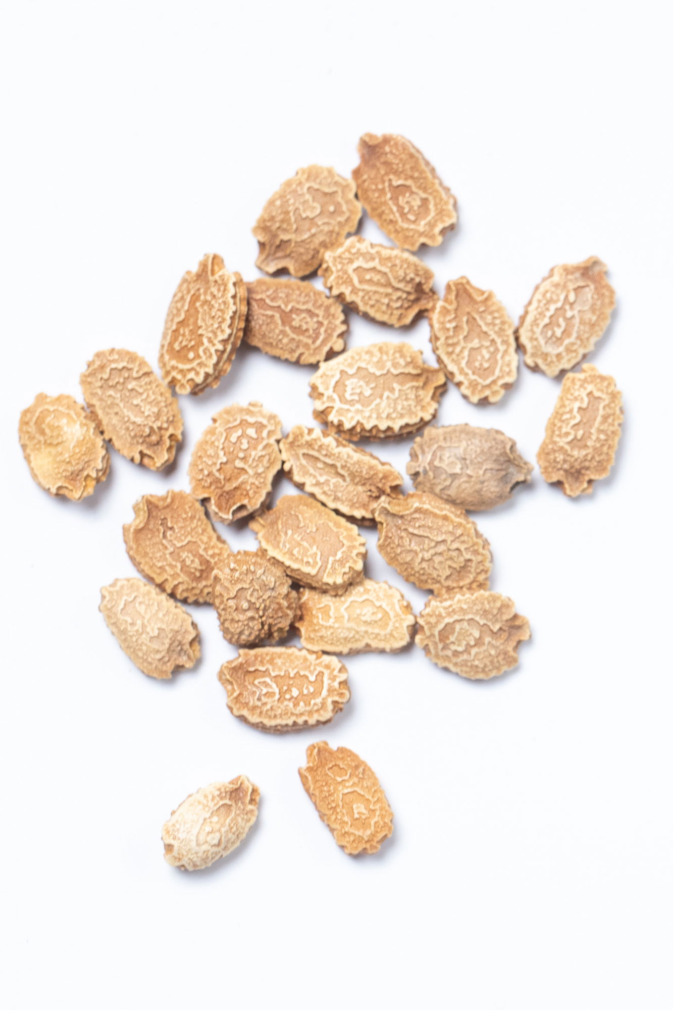 Karela (bitter gourd) seeds