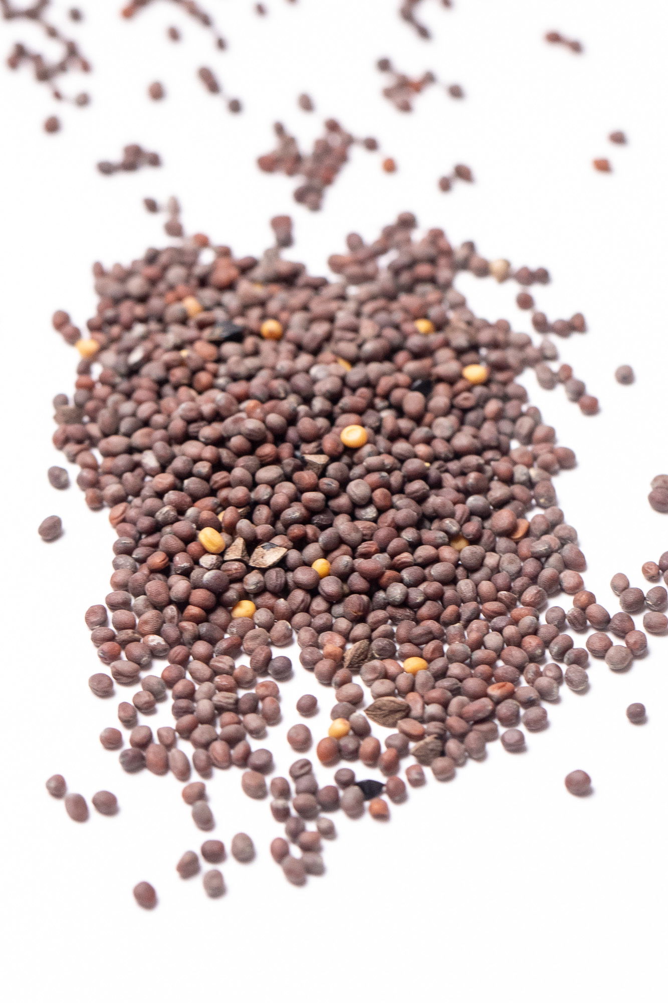 Black mustard (sarson) seeds