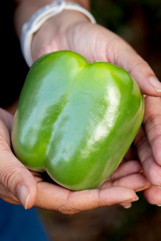 Shimla mirch (sweet bell pepper)